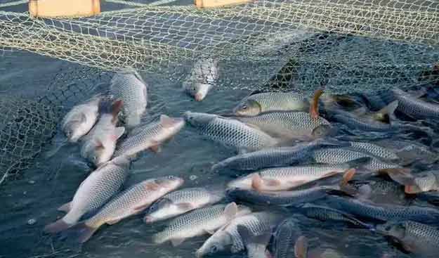 羅茨鼓風機水產養殖鱖魚案例